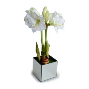 Amaryllis in Mirror Vase 22"H