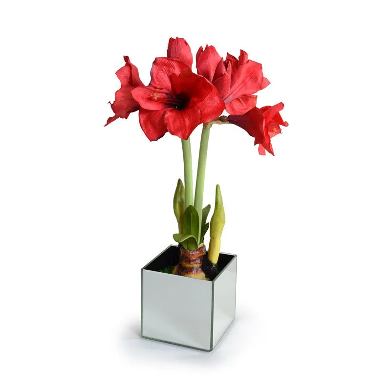 Amaryllis in Mirror Vase 22"H