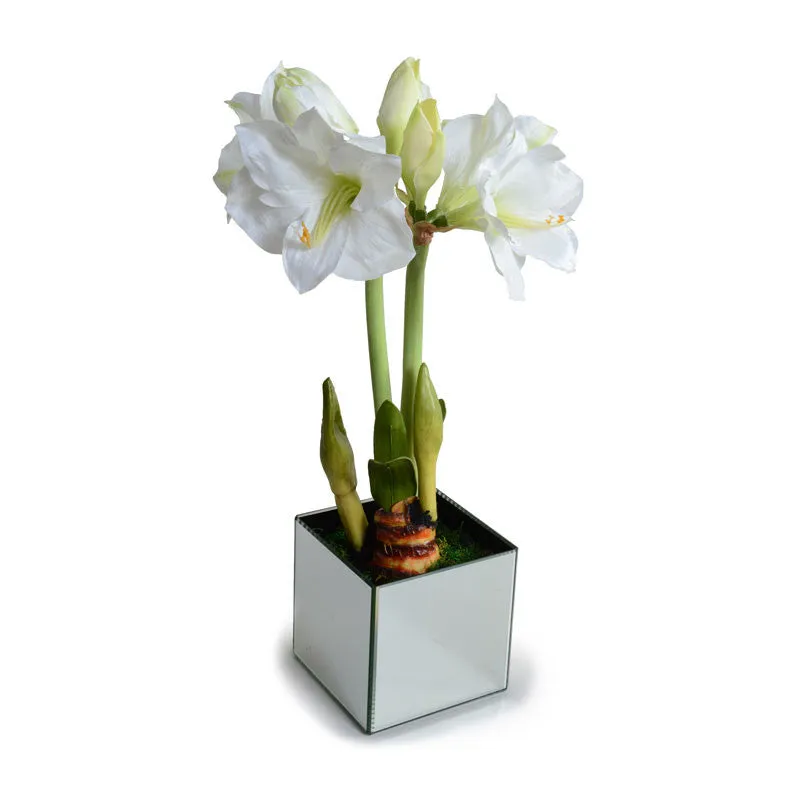 Amaryllis in Mirror Vase 22"H