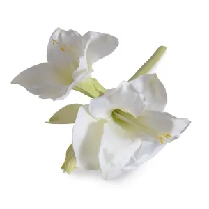 Amaryllis Stem, 20" L - White