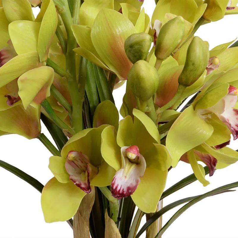 Cymbidium Orchid in Glass 24"H