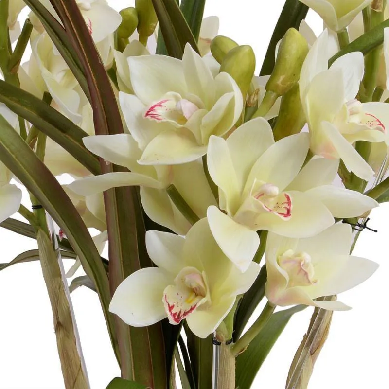 Cymbidium Orchid in Glass 24"H