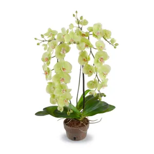 Phalaenopsis Orchid x2 - Hanging 29"H